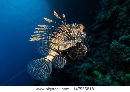 portrait of lionfish in the red sea