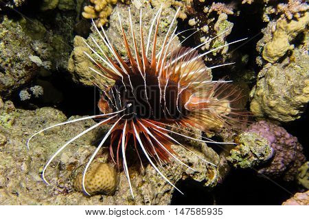 portrait of lionfish in the red sea