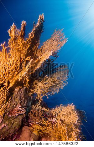 A Coral garden in the red sea