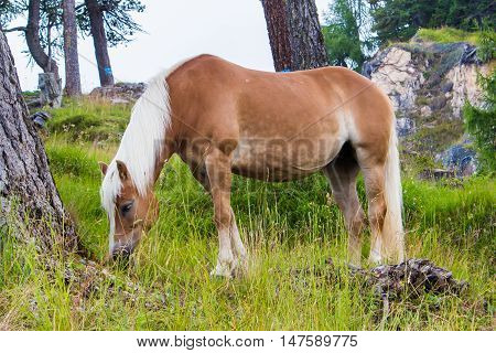 The Haflinger a breed of horse developed in the South Tyrol region