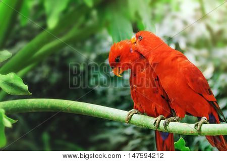 A couple of red parrots sitting on a branch and take care of each other. Electus roratus.