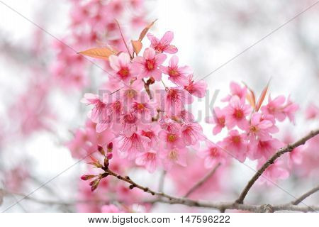 Wild Himalayan Cherry in winter in Thailand
