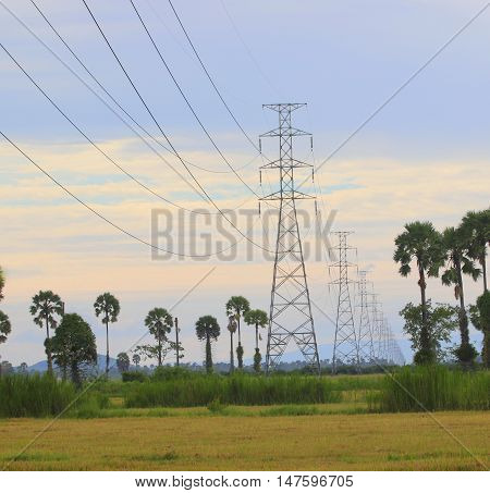 Power lines running through rice fields past the sugar palms near Ranot, Thailand