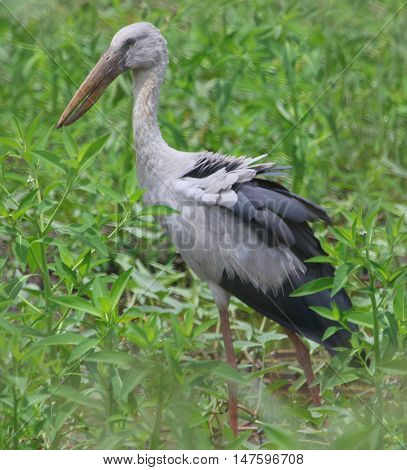 juvenile Asian Openbill Stork molting into adult breeding plumage, in a flooded field with tall weeds, near Ranot, Thailand