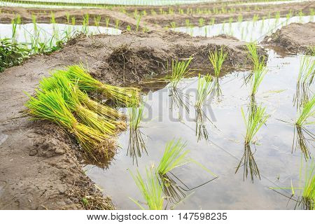 Rice seedlings in field nature landscapes in Thailand