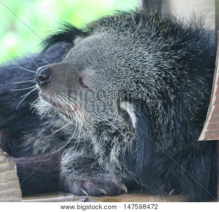 sleepy, shaggy binturong trying to take a nap, zoo near Songkhla, Thailand