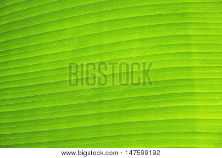 banana leaf nature and green abstract, background