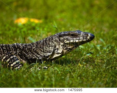 Goanna