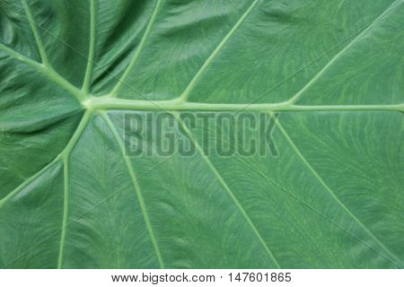 Close Up Of Caladium Leaf With Copy Space