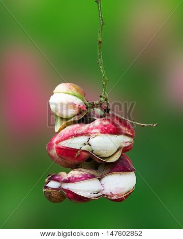 Manila tamarind fruit isolared on blur background