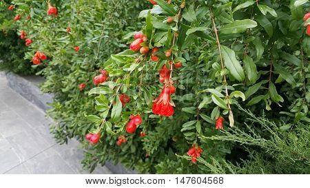 Pomegranate tree red flowers in the garden