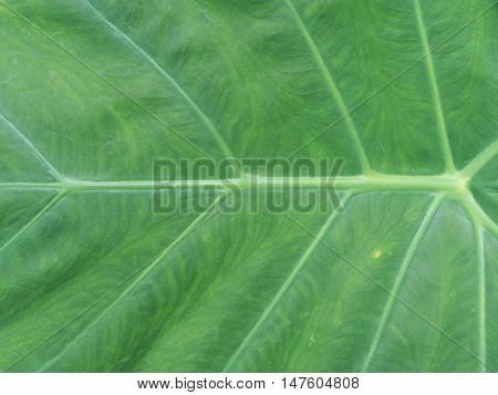 Close Up Of Caladium Leaf With Copy Space