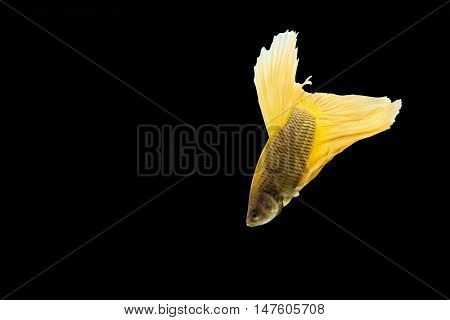 yellow betta fish isolated on black background.
