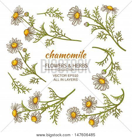 set of chamomile flowers on white background