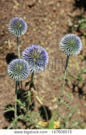 Echinops ritro is a clump-forming 4-foot tall plant with golf ball sized blue flower heads atop stiff rigid stems clad with deeply lobed dark green thistle-like foliage.