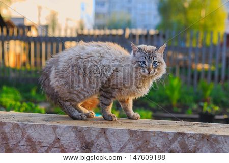 pet cat arched its back frightened dog