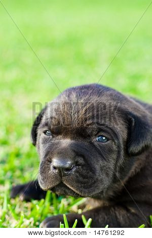 cachorro chow preto bonito na grama verde