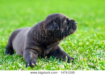cachorro chow preto bonito na grama verde