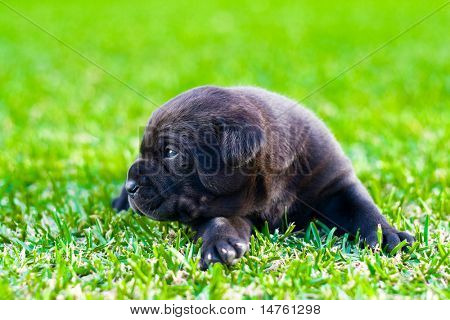 cachorro chow preto bonito na grama verde