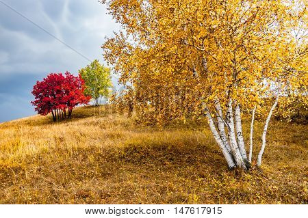 Bashang Grassland. A plateau at Hebei, China.