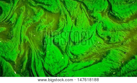neon green algae bloom forms beautiful pattern of pollution