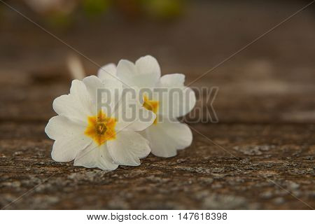Gentle Background In Vintage Style