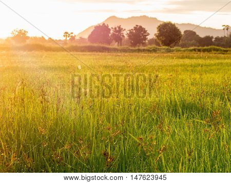 Cornfield sunset of Thailand Golden rice fields in the countryside of Thailand