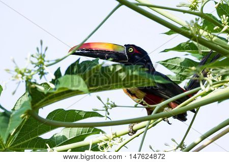 Fiery Billed Aracari - Pteroglossus Frantzii.