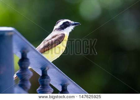 Great Kiskadee In Costa Rica