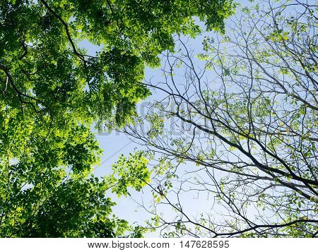 Trees. Perspective unique nature green leave view from under big green tree. Two sides of different tree one has green leaves another one has a few leaves. Natural season and environment concept.