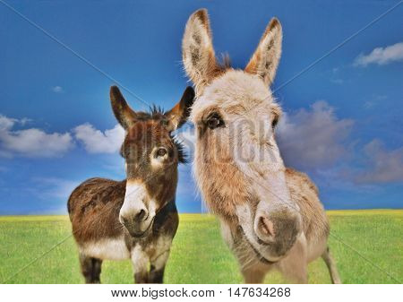 Portrait of white and brown donkeys in the field against sky