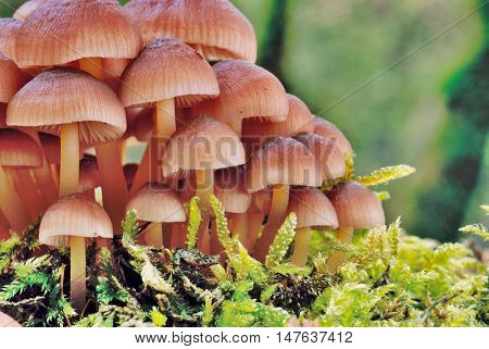Wild Mushrooms