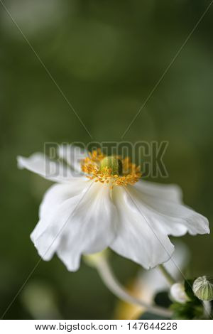 Stunning Close Up Image Of White Anemone Flower In Summer