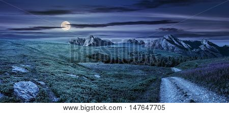 Wild Flowers By The Road On Hillside At Night