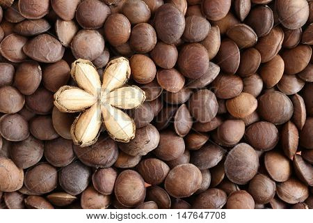 Legumes of Sacha inchi or Inca peanut for design concept health care of tropical herbs.