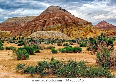 small tree in the desert mountains in the background