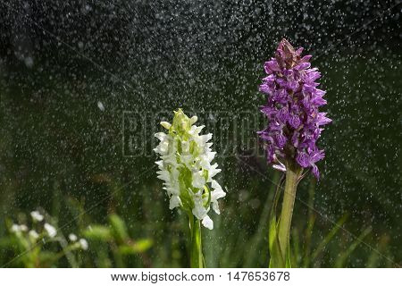 Orchid bloom in the pouring rain like snowing. Blossom and water drops like snow. Purple and white petals blooming flower in natural environment. Early marsh orchid Dactylorhiza incarnata.