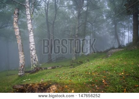 Morning Fog In The Mountains In A Birch Forest In Asturias, Spain