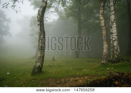 Morning Fog In The Mountains In A Birch Forest In Asturias, Spain