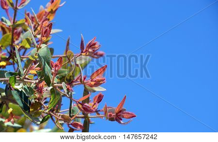 New red hairy foliage of the Australian Dwarf Apple tree Angophora hispida against a clear blue sky