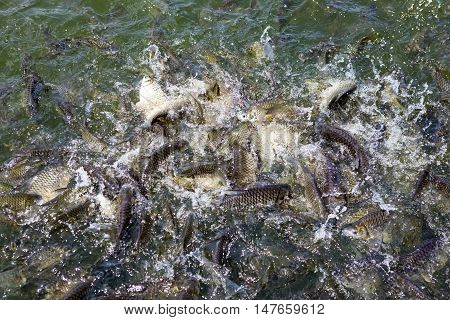 are fed a lot of fish and fight for a piece fish feed