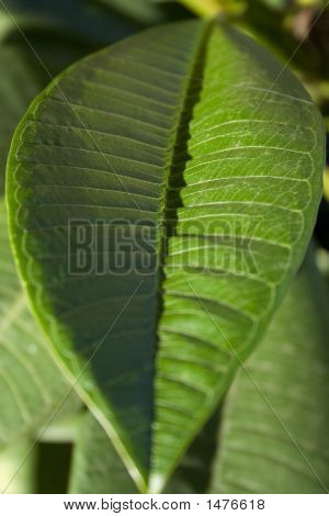 ลีฟ