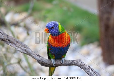 Beautiful Rainbow Lorikeet (Trichoglossus Moluccanus) Perched On A Tree Branch