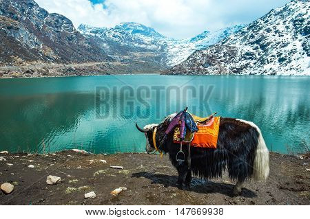 View of Tsangmo Lake in Sikkim India.