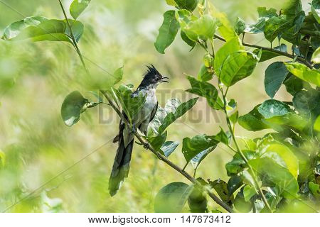 Jacobin Cuckoo perched in stem. Isolated green background.