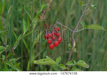 Red berries in the undergrowth in Hainault Forrest