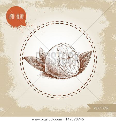 Hand drawn sketch style lemon fruit with leafs. Retro organic food vector illustration.