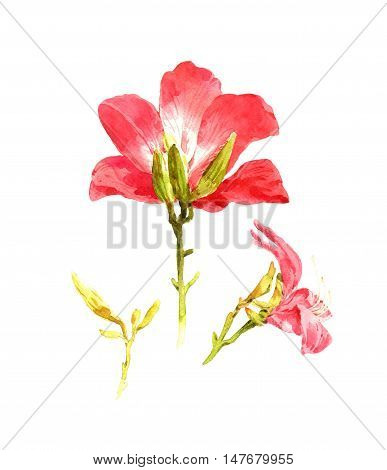 watercolor painting of leaves and flower on white background