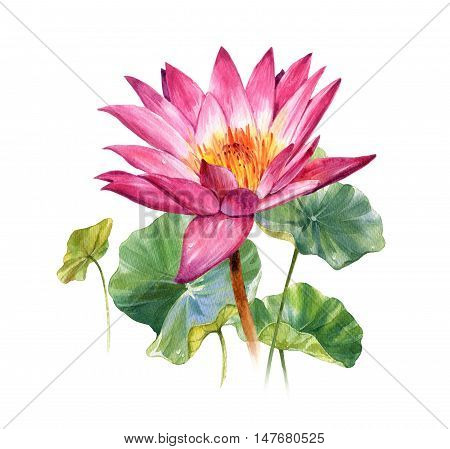 Watercolor illustration painting of leafs and lotus on white background