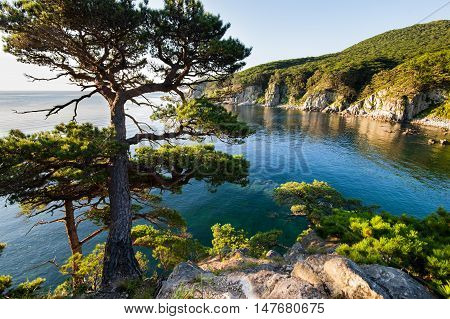 Pine-tree on a rock at the sea in the morning light